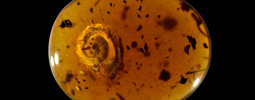 Hairy snail sunk in amber